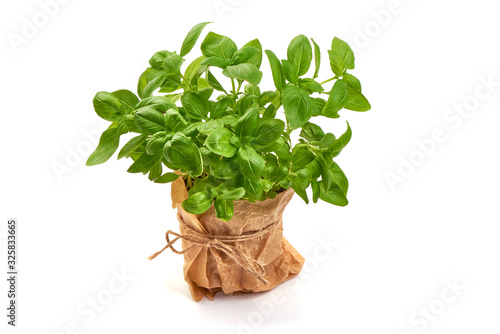 Konstfotografi Fresh sweet potted basil, isolated on white background