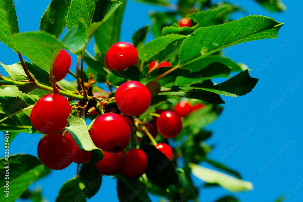 Cropped Shot Of Cherry Branch. Red Cherry Over Blue Sky Background. Colorful Nature Background. Cropped Shot Of Cherry Branch. Red Cherry Over Blue Sky Background. Colorful Nature Background.