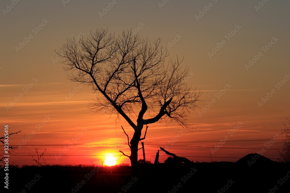 Colorful Kansas Sunset with a colorful Sky and Tree silhouette's.