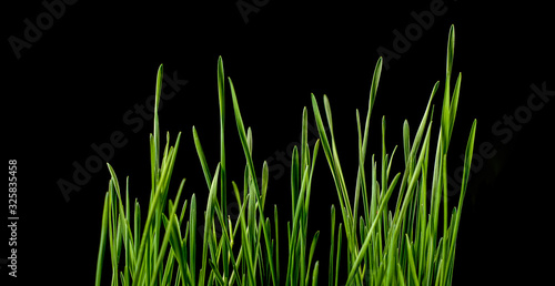 Close up of green grass leaves against black background.