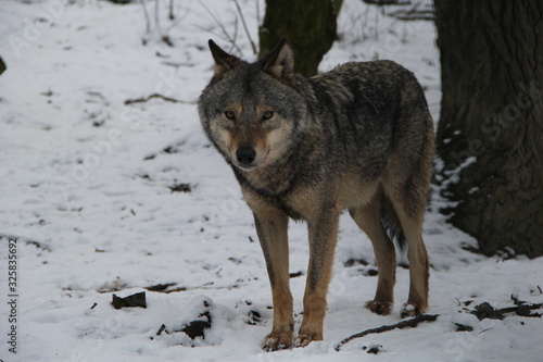 wolf in snow, A wolf pack,  wolves in winter forest, wolf eyes © Вікторія Хірна