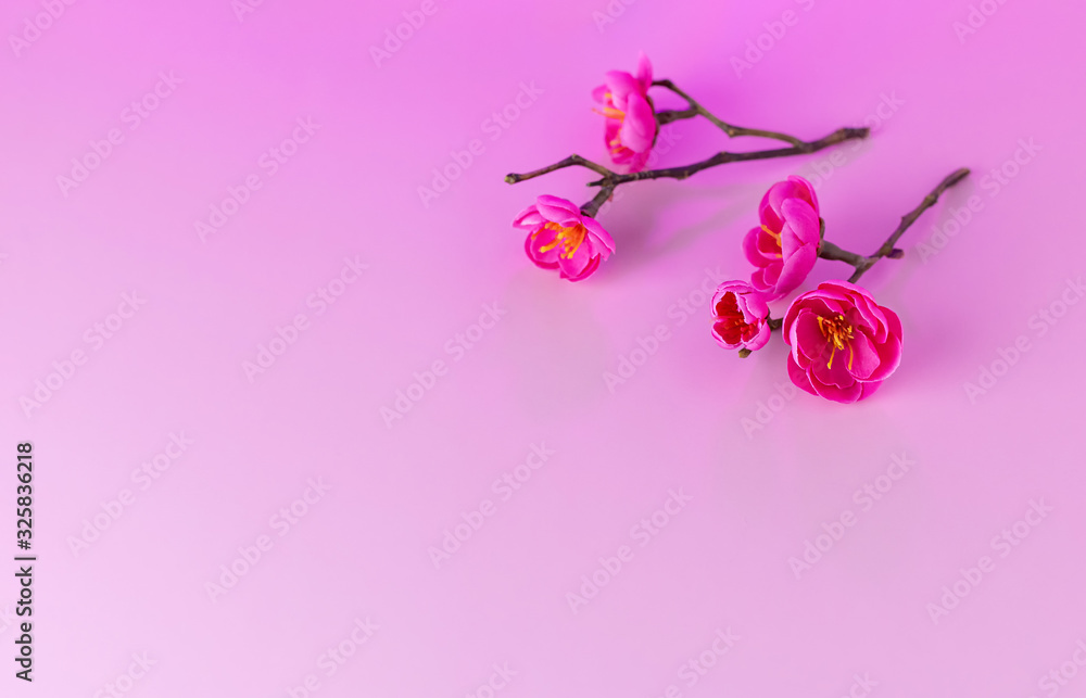 Fototapeta premium Beautiful spring background. Branch of blooming japanese quince on a pink background. Chaenomeles japonica.