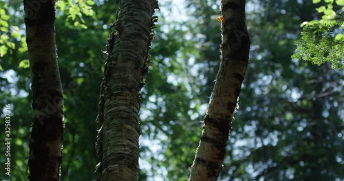 Slowley tilting up three birch trees in forest on summer day photo