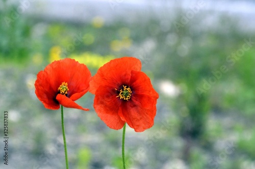 red poppies in a field