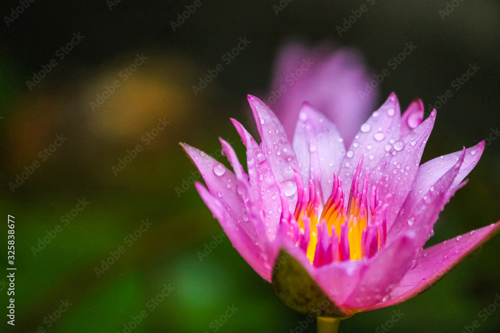 Lotus bautiful in nature and colorful Lotus bautiful in nature and colorful