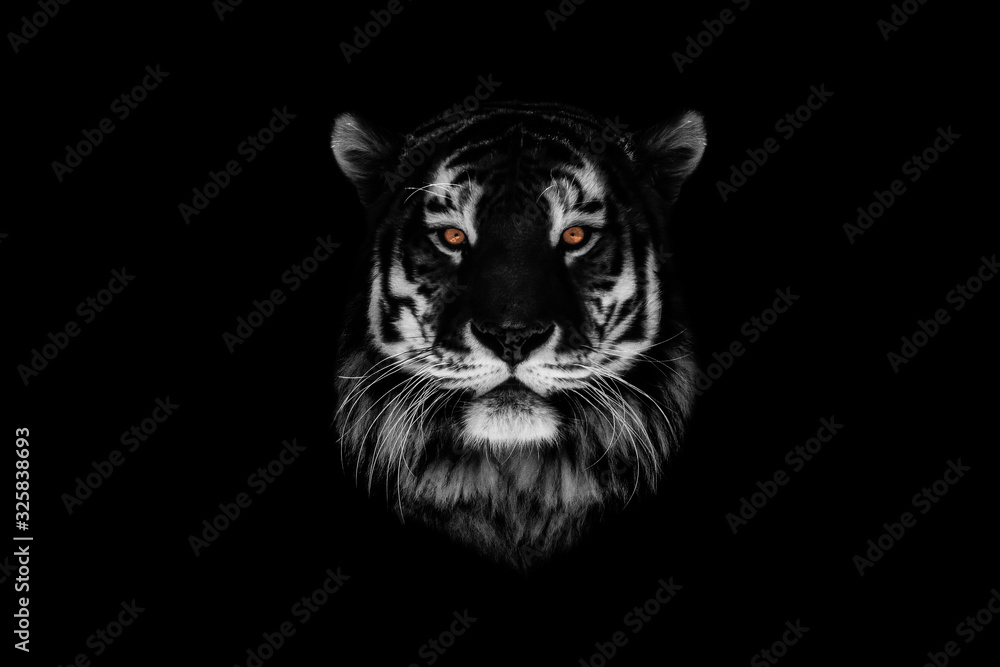 Naklejka Portret pięknego tygrysa i kopia przestrzeń