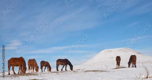 Herd of horses grazes in the winter