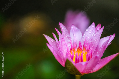 Lotus bautiful in nature and colorful