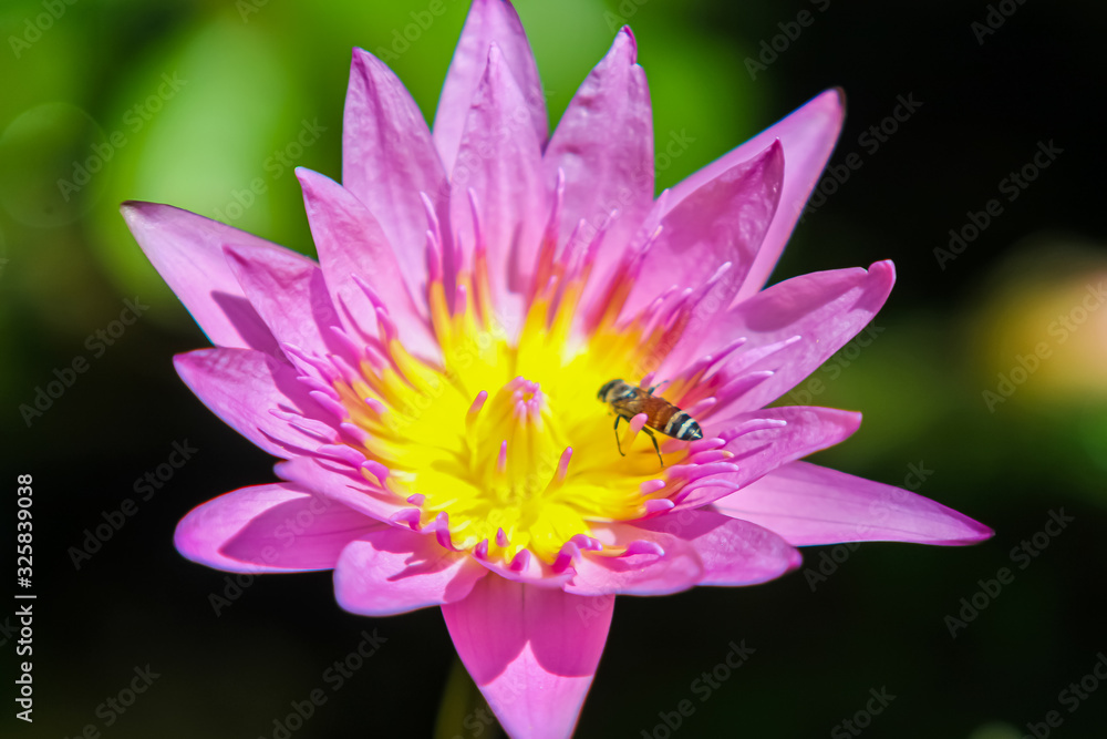 Lotus bautiful in nature and colorful Lotus bautiful in nature and colorful