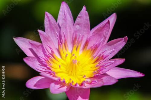 Lotus bautiful in nature and colorful