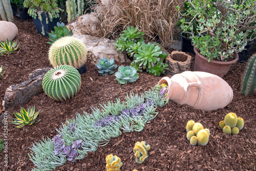 Cactus and succulents, ceramic vase in garden