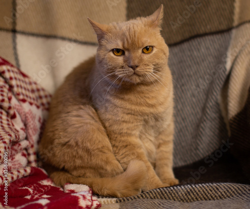 Big beautiful red cat sits on a beige armchair with a very dissatisfied and angry face. © Alena Sharuk
