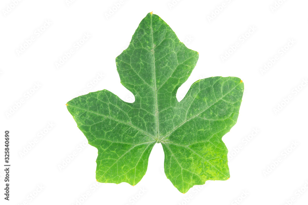 Ivy gourd leaves on white background with clipping path. Ivy gourd leaves on white background with clipping path.