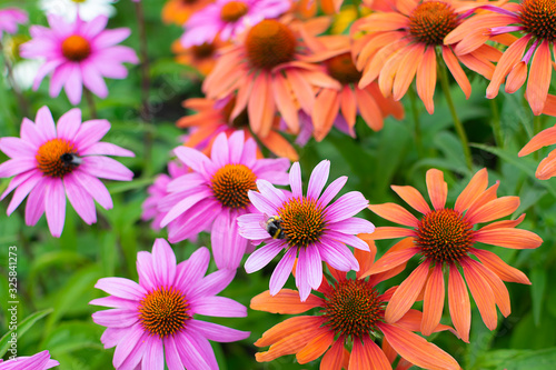 Bright summer wallpaper with colorful flowers in the garden.