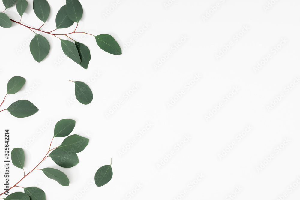 Eucalyptus branches and leaves on white background. Minimal composition of eucalyptus. Flat lay, top view, copy space Eucalyptus branches and leaves on white background. Minimal composition of eucalyptus. Flat lay, top view, copy space