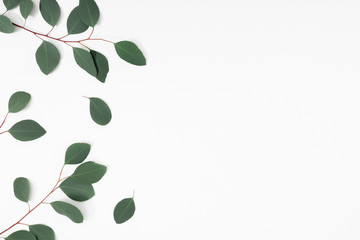 Eucalyptus branches and leaves on white background. Minimal composition of eucalyptus. Flat lay, top view, copy space