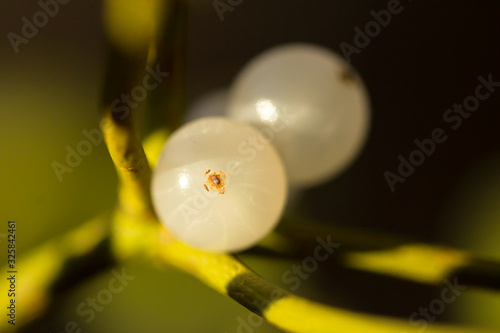 Mistletoe white berry fruit (Viscum album), Common european mistletoe, family Santalaceae, mistle), hemiparasite or hemi-parasitic shrub, fruit is a white or yellow berry with seed in sticky pulp.  photo