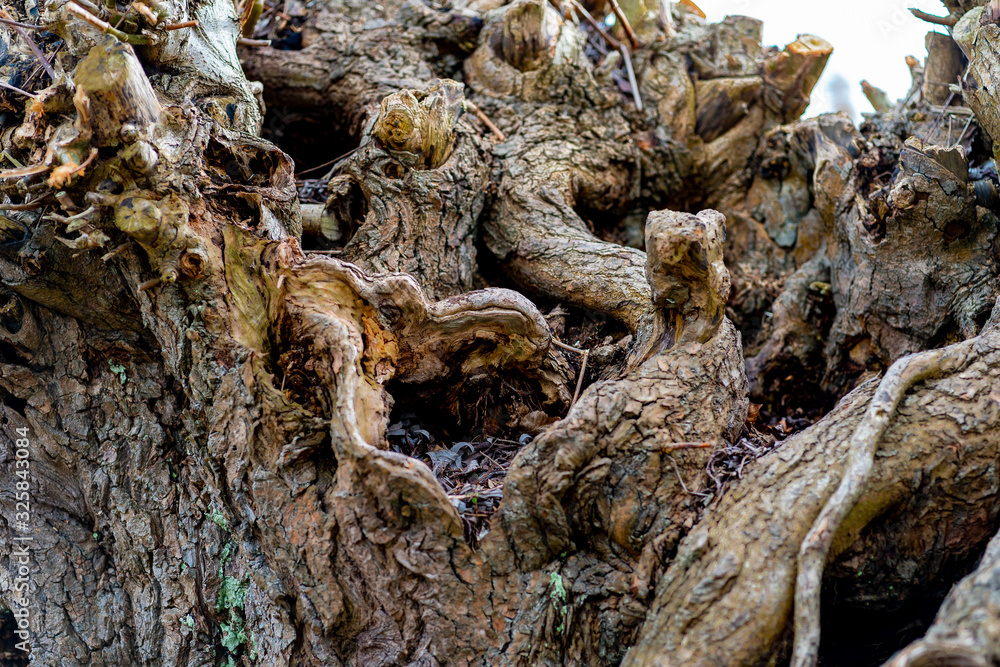 Old tree trunk grown together Old tree trunk grown together