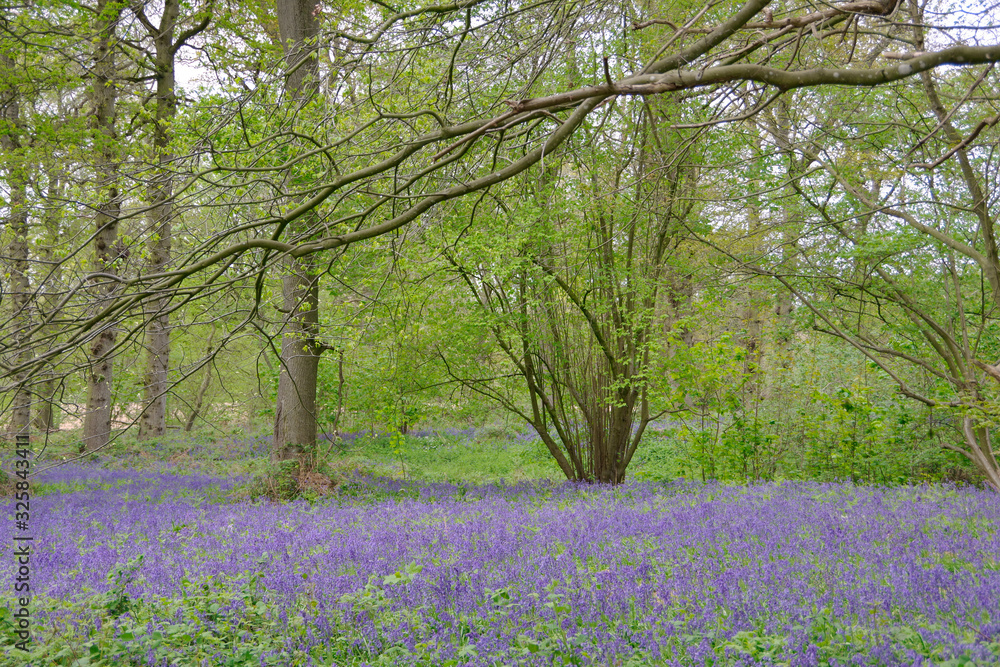 Naklejka premium beautiful bluebell carpet in spring