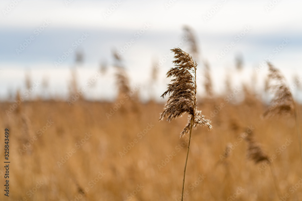 Fototapeta premium Miscanthus, dry close up and reed background