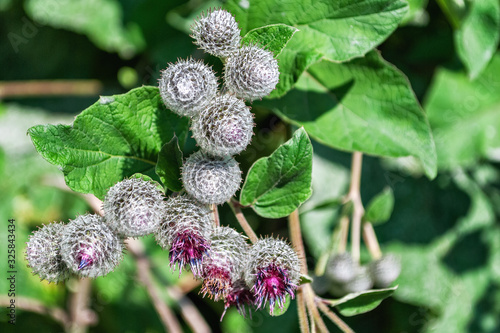 Thorns of thistles.