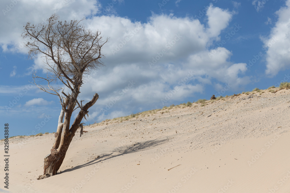 landscape with a dead tree in a sand dune, blue sky and white clouds