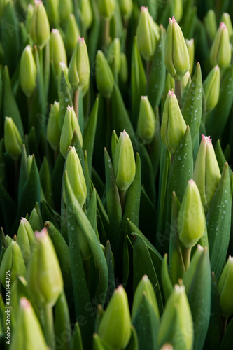 Beautiful Tulip buds with a top view, spring flowers grown in a greenhouse.Spring flowers and floriculture. Selective focus