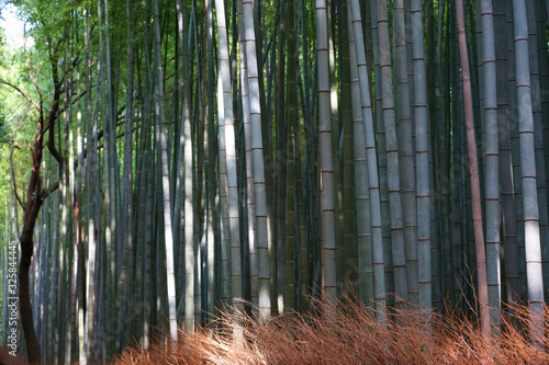 Soft and high Light on the famous Bamboo forest in Kyoto  Japan