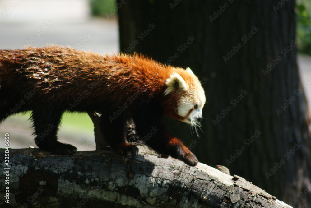 Fototapeta premium Red Panda