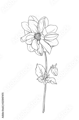 Fototapeta Naklejka Na Ścianę i Meble -  Black outline flower dahlia, bud and leaves. Isolated on white background.  Hand drawn. Doodle style. For floral design, prints, greeting card, textiles, invitations. Vector stock illustration.