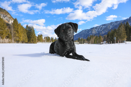 Schwarzer Labrador liegt im Schnee in den Bergen mit blauem Himmel