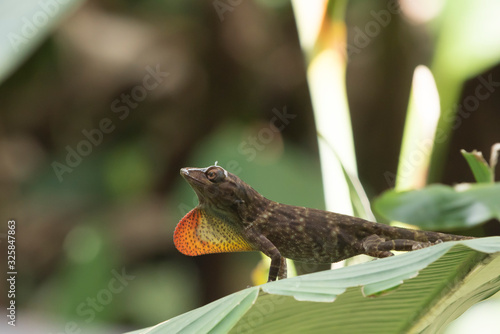 A anole lizard on a leaf in Costa Rica. photo