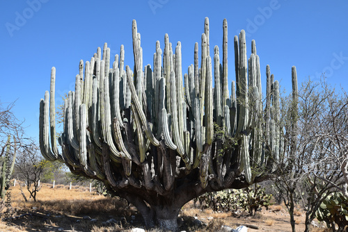 Grand cactus au Mexique
