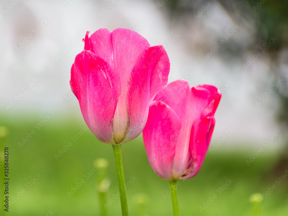 Pink Tulips