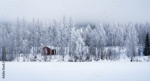 Low winter cliuds above forest edge at frozen river, small red wooden house in typical Northern Sweden landscape - birch tree covered by hoarfrost - very cold day, Lappland, Sweden photo