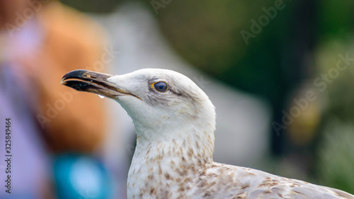 Sea Gull