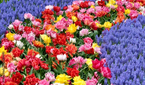 multi color tulips with blue trim