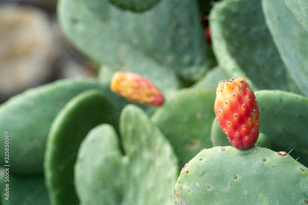 Close up cactus fruit on cactus plant Close up cactus fruit on cactus plant