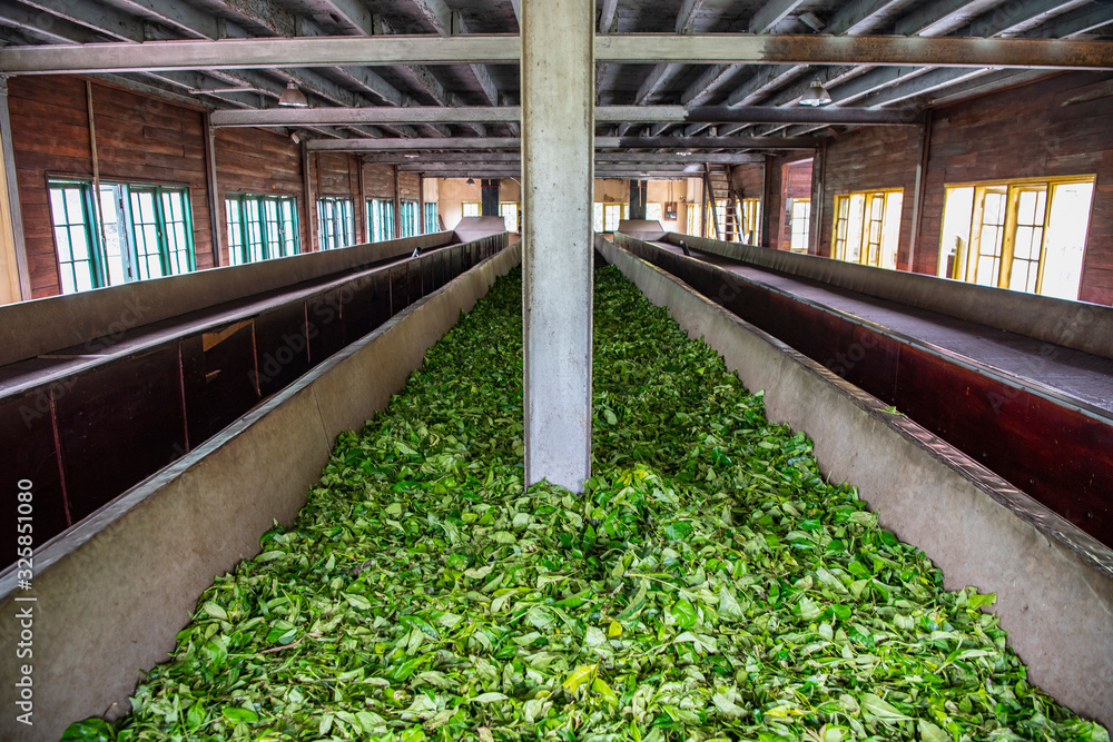 Ceylon tea leaves on a drying rack in Sri Lanka Stock Photo | Adobe Stock