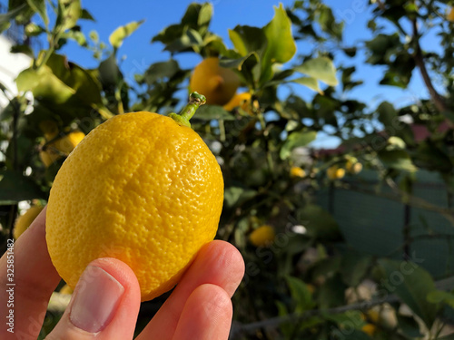Fresh lemons on hand in a home garden.