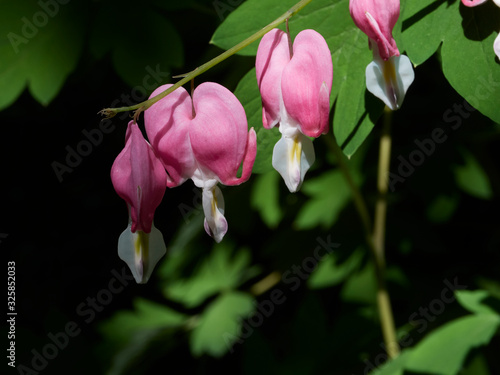 A spring blooming bleeding heart flower also known as lamprocapnos spectabilis and formerly the dicentra.