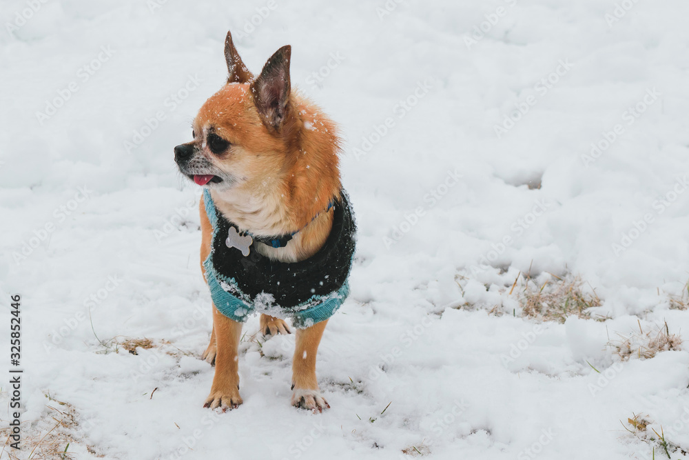 little brown chihuahua in blue jumpsuit walks in the winter in the snow 