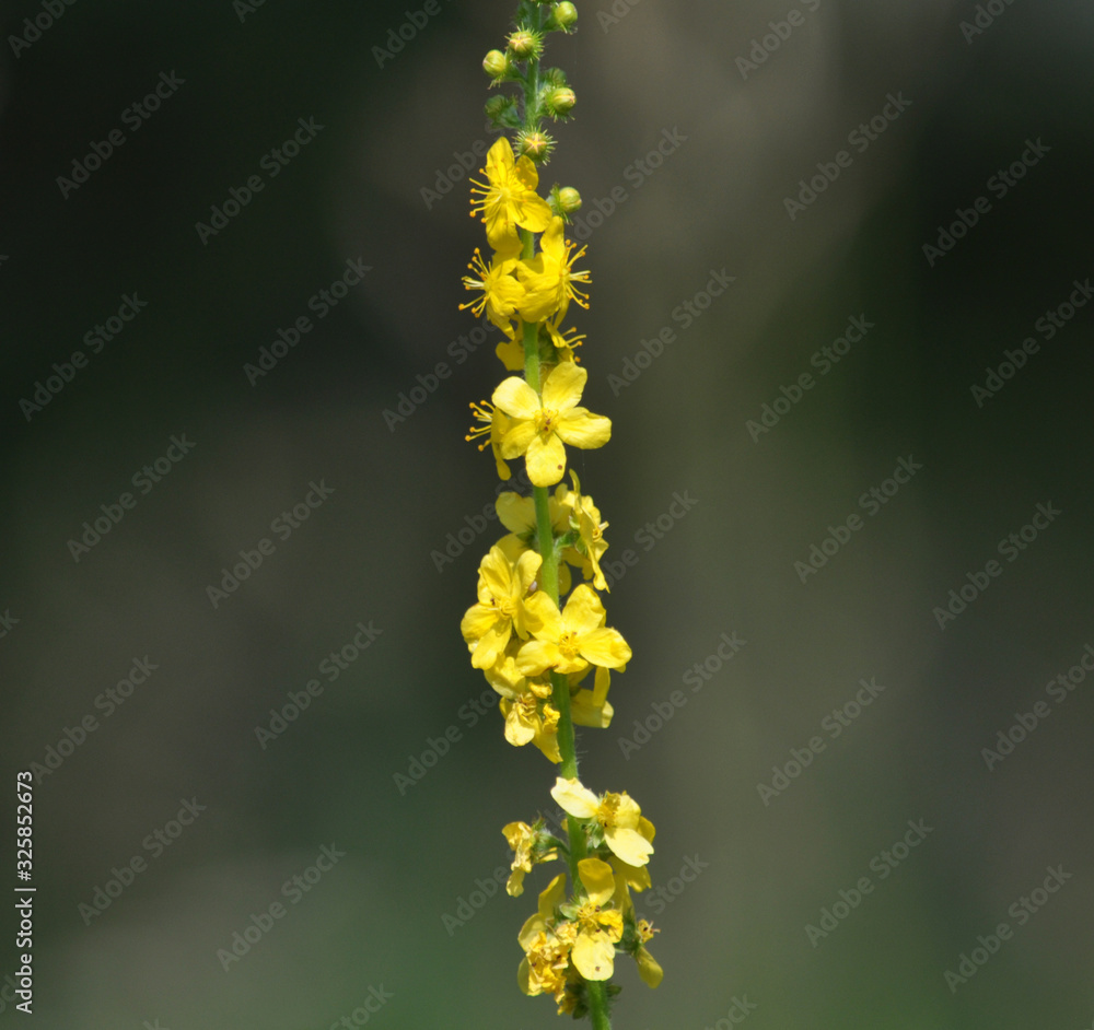 Agrimonia blooms among herbs Agrimonia blooms among herbs