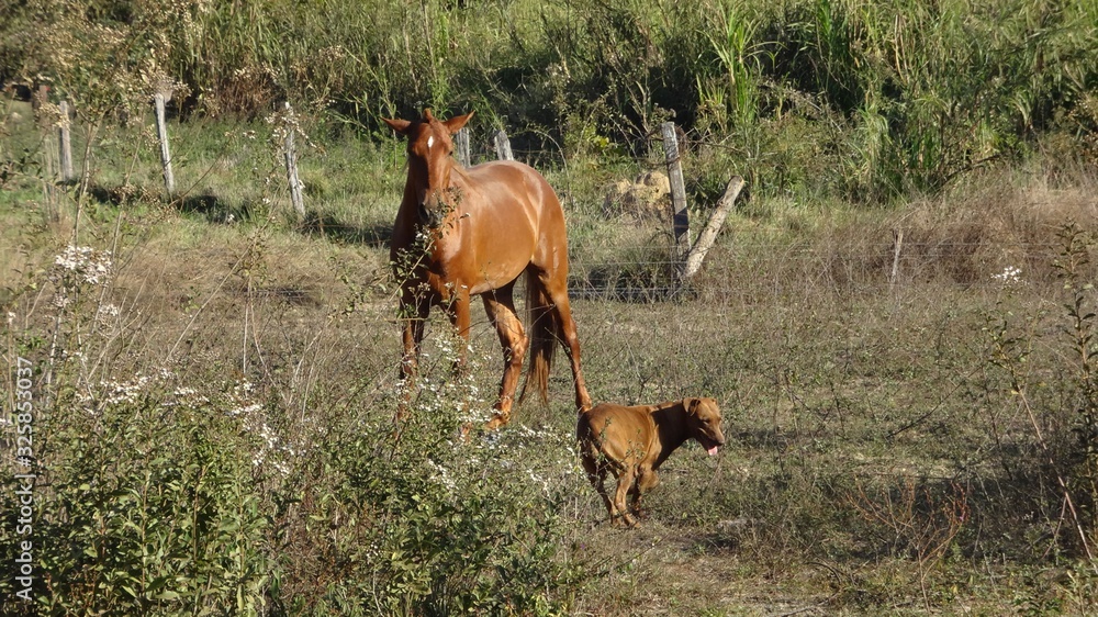 Obraz premium Horse and dog in farm