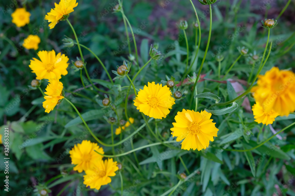 yellow coreopsis flowers in the garden top view. growing flowers to decorate flower beds. yellow coreopsis flowers in the garden top view. growing flowers to decorate flower beds.