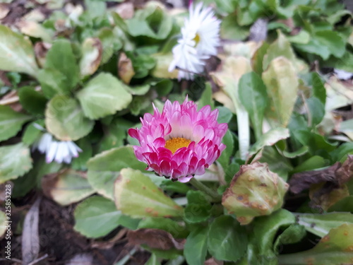 pink flower on green leaf background