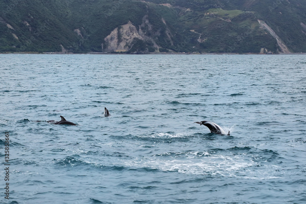 Fototapeta premium Dusky dolphins swimming off the coast of Kaikoura, New Zealand