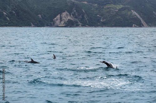 Dusky dolphins swimming off the coast of Kaikoura, New Zealand © donyanedomam