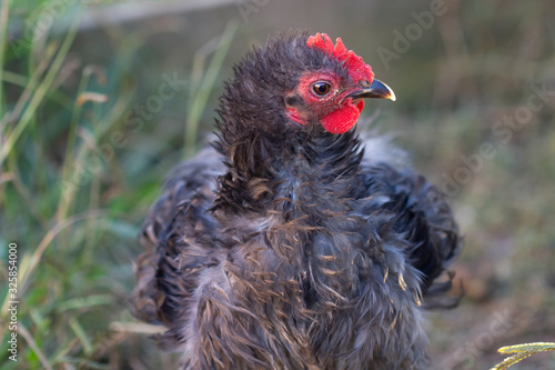 Black and white frizzle bantam cochin chicken