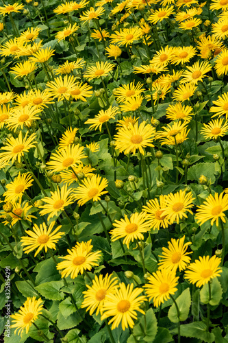 Background  Yellow flowers in spring